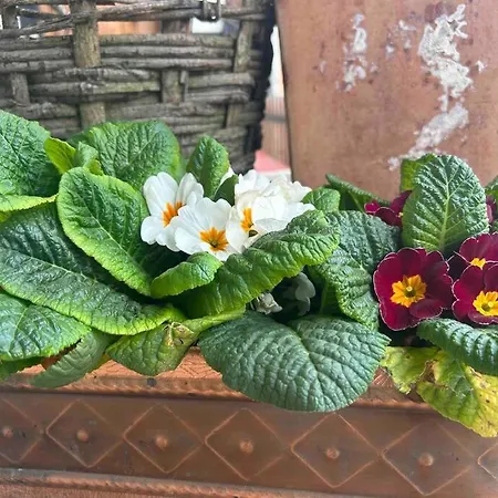 Corps De Ferme Alsacien *