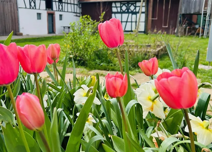 Corps De Ferme Alsacien Grassendorf