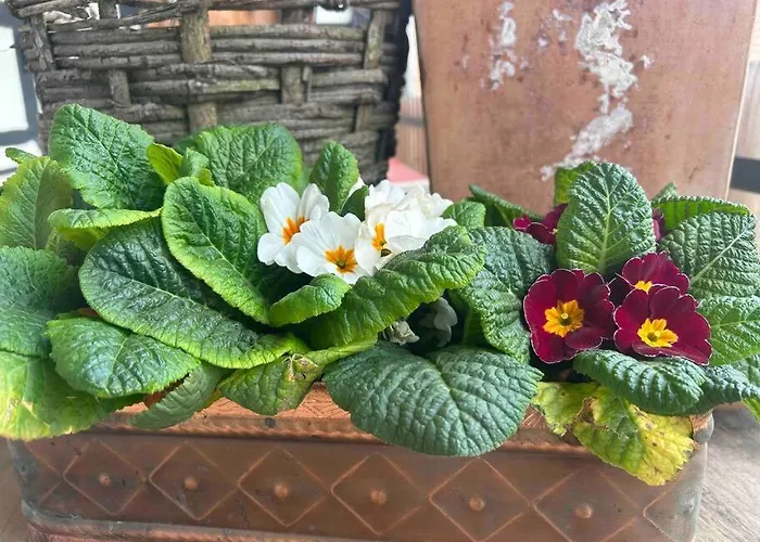 Corps De Ferme Alsacien *